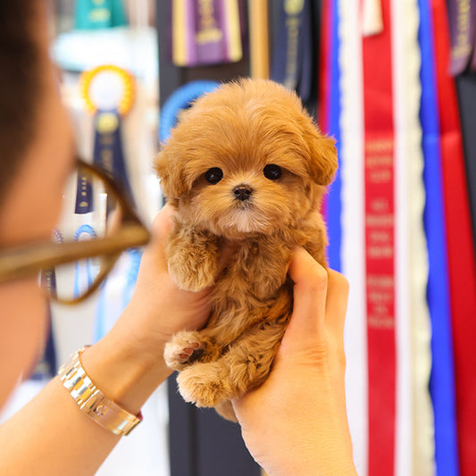 Maltipoo - Tomo (Female)
