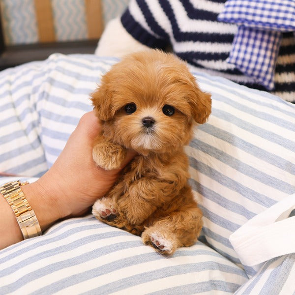 Maltipoo - Tomo (Female)