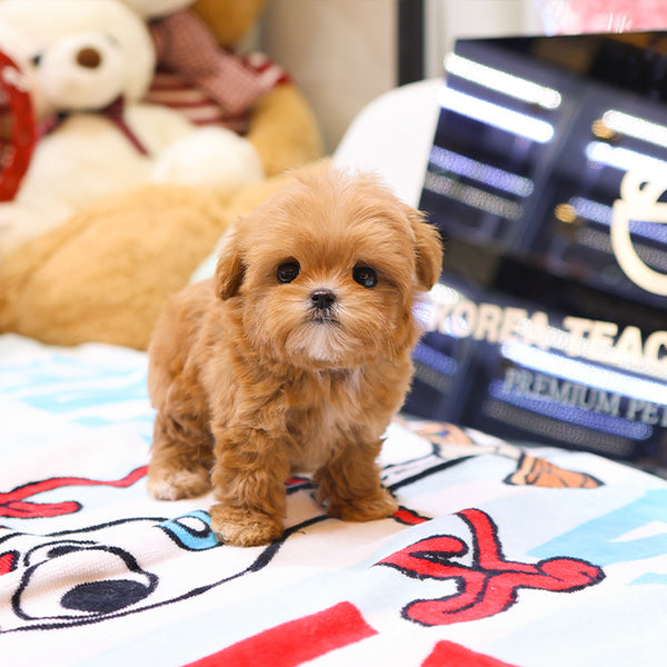 Maltipoo - Tomo (Female)