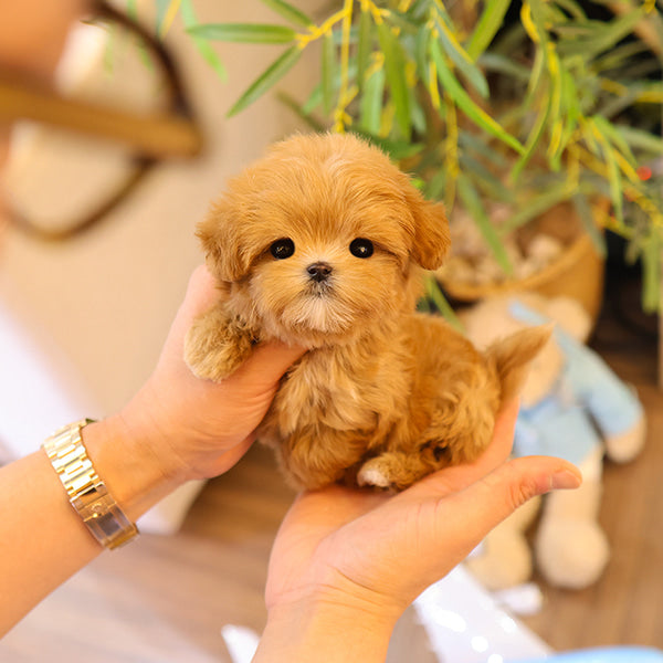 Maltipoo - Tomo (Female)