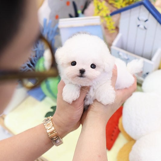 Bichonfrise - Tony (Male)