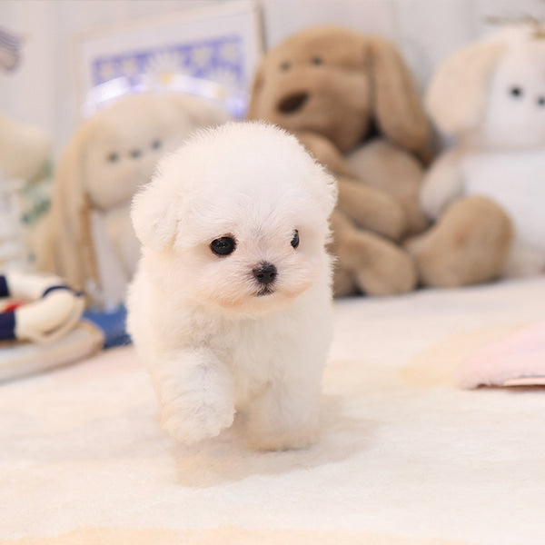 Bichonfrise - Tony (Male)