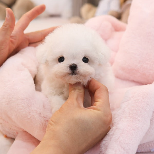 Bichonfrise - Tony (Male)