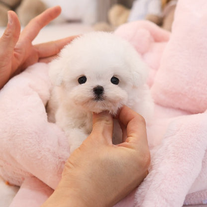 Bichonfrise - Tony (Male)