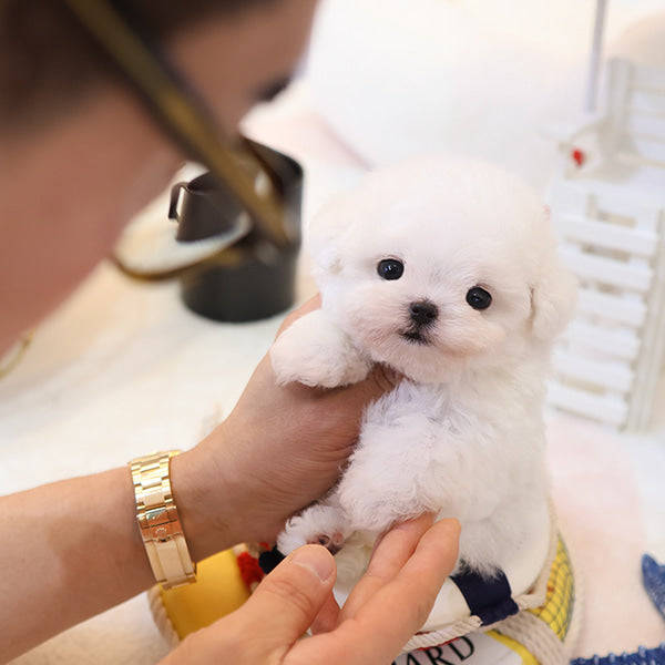 Bichonfrise - Tony (Male)