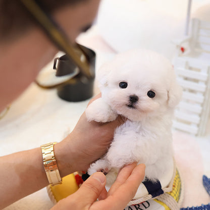 Bichonfrise - Tony (Male)