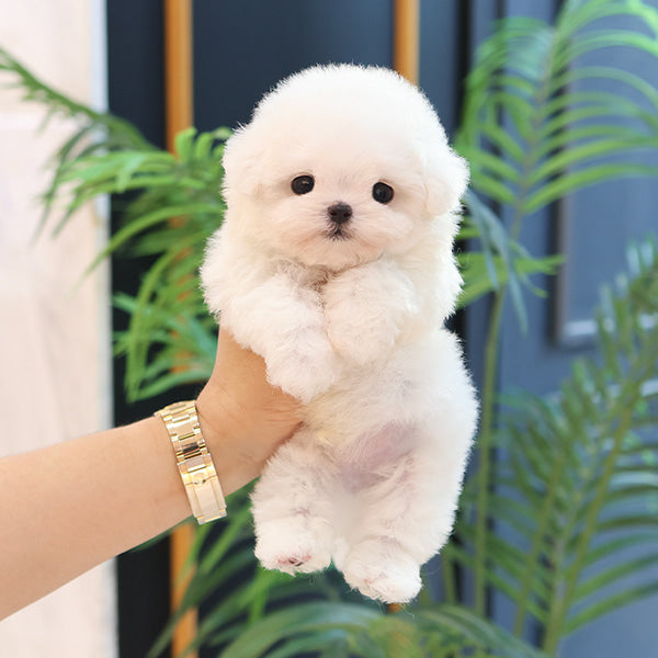 Bichonfrise - Tony (Male)