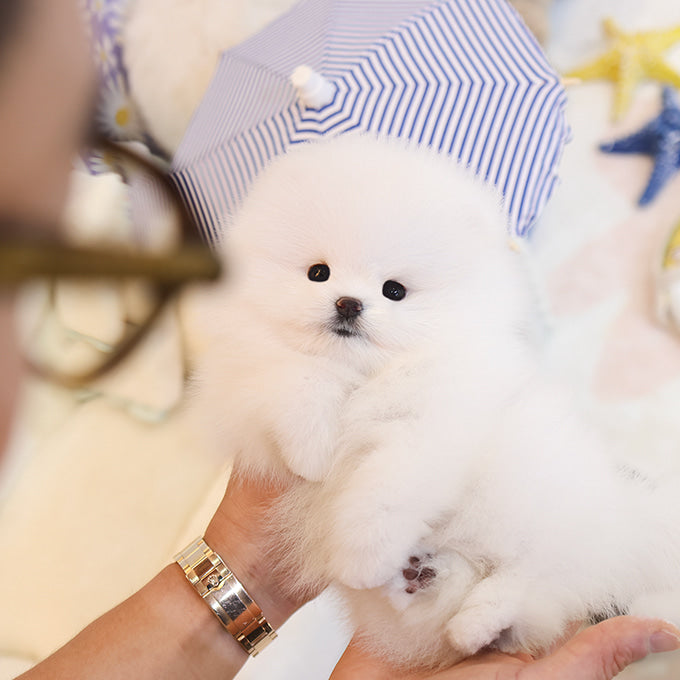 Pomeranian - Tomi (Female)