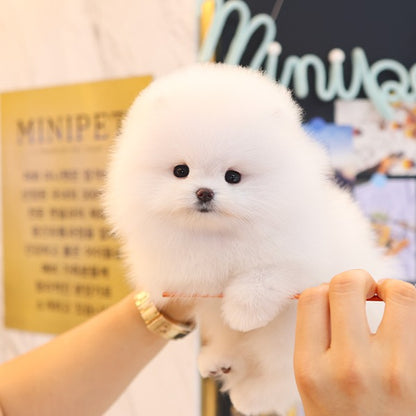 Pomeranian - Tomi (Female)