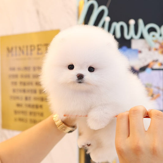 Pomeranian - Tomi (Female)
