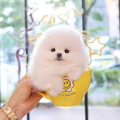Pomeranian - Tomi (Female)