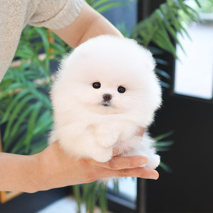 Pomeranian - Tomi (Female)