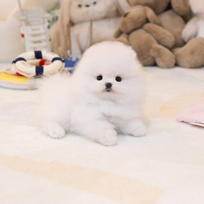 Pomeranian - Tomi (Female)
