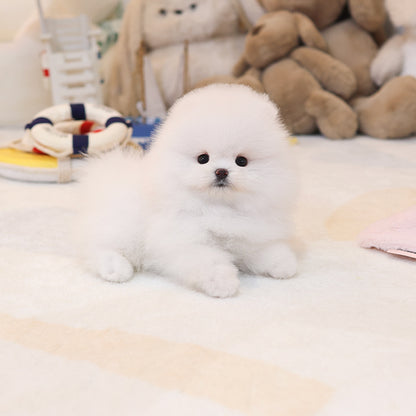 Pomeranian - Tomi (Female)