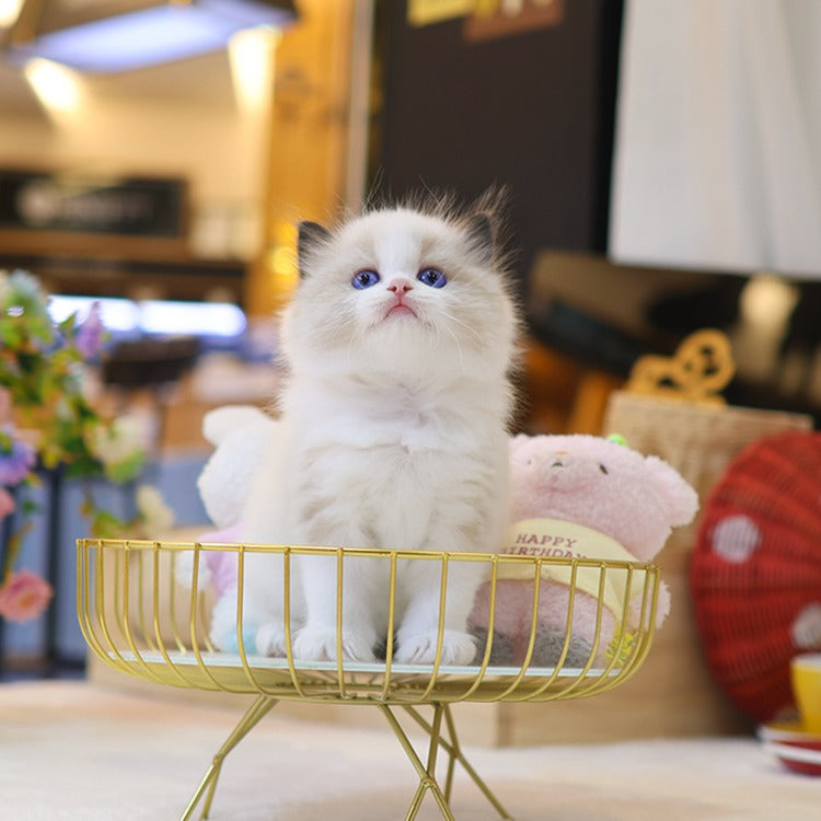 Ragdoll - Nara (Male)