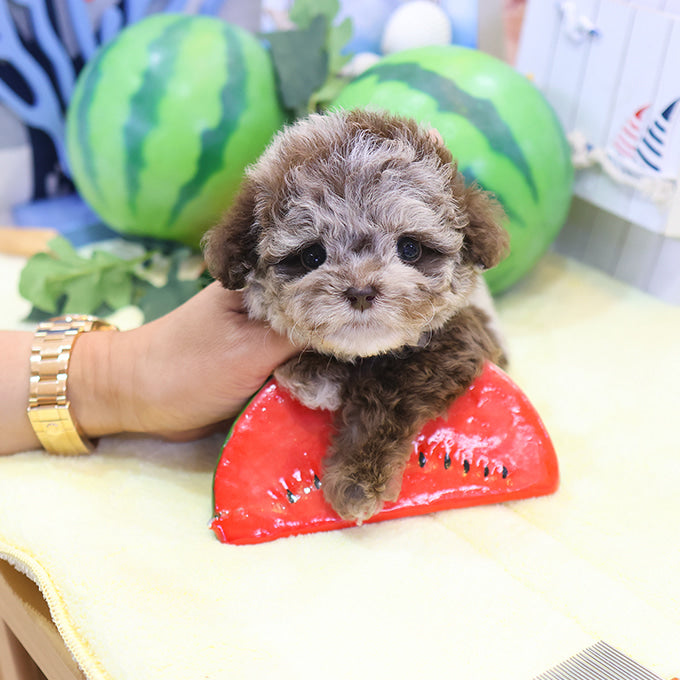 Poodle - Ppukku (Male)