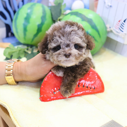 Poodle - Ppukku (Male)