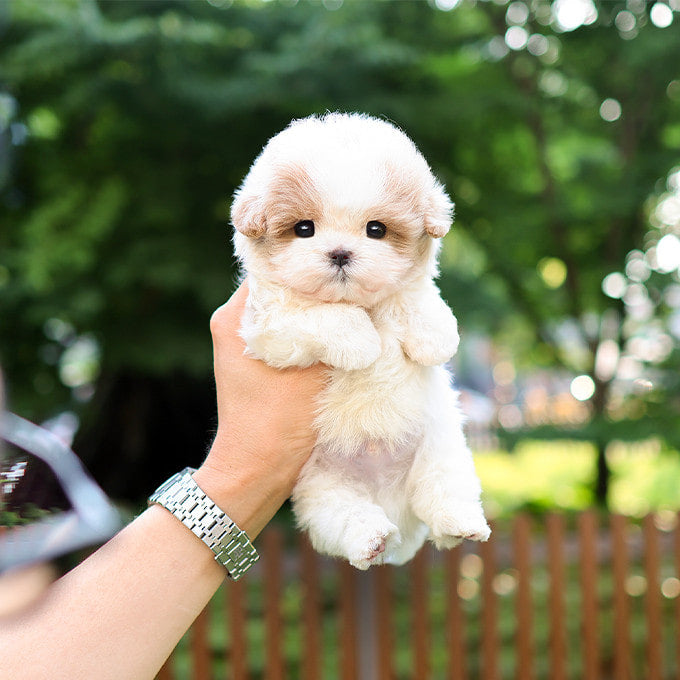 Maltipoo - Muni (Male)