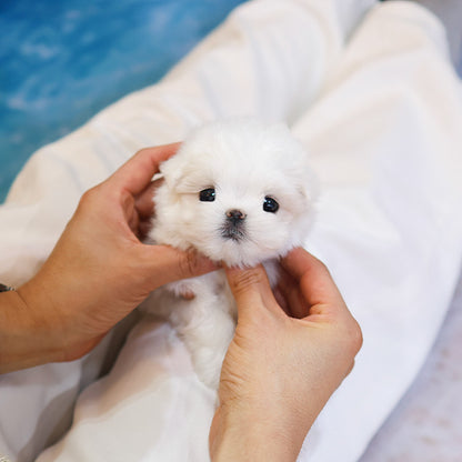 Maltese - Kkuri (Female)