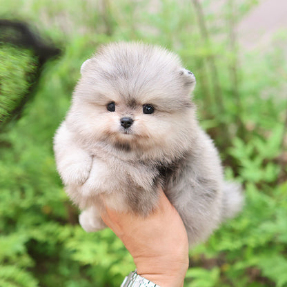 Pomeranian - Sio (Male)