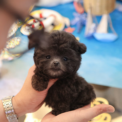 Poodle - melong (Male)