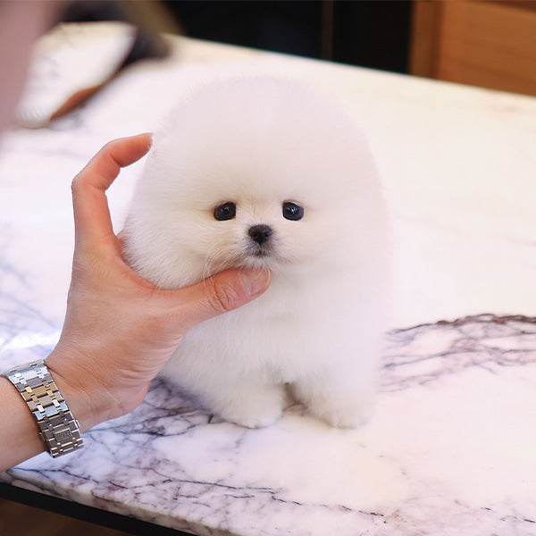 Pomeranian - Deobi (Male)