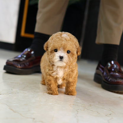 Poodle - Sangchu (Male)