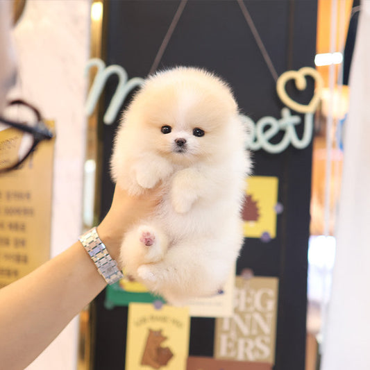 Pomeranian - Hamtori (Female)