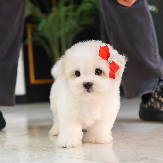 Coton de Tulear - Chiki (Male)