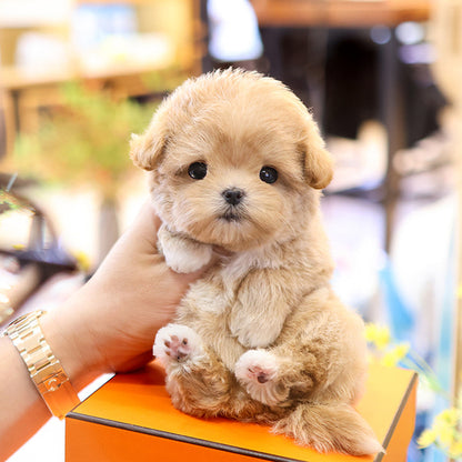 Maltipoo - Kuro (Female)