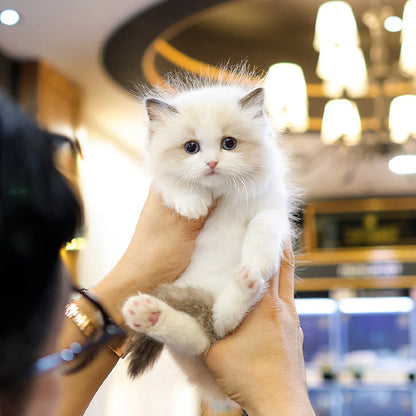 Ragdoll - Roji (Male)