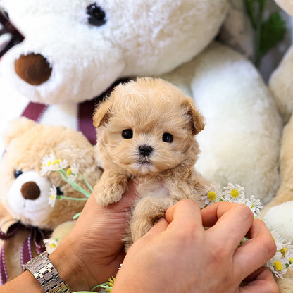 Maltipoo - Temu (Female)