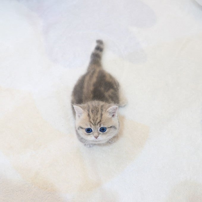 Munchkin - Norang (Male)
