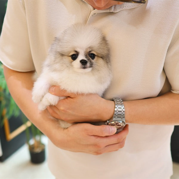 Pomeranian -  Powoo (Male)