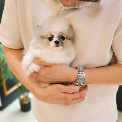 Pomeranian -  Powoo (Male)