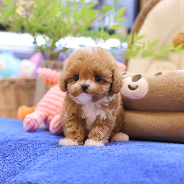 Maltipoo - Pupu (Female)