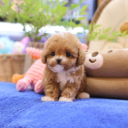 Maltipoo - Pupu (Female)