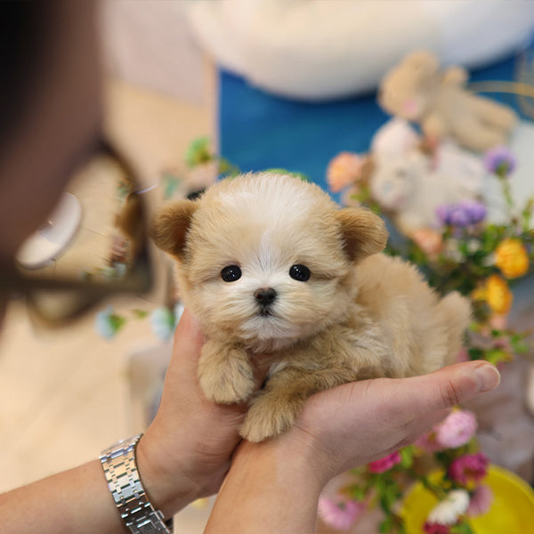 Maltipoo - Sasem (Male)