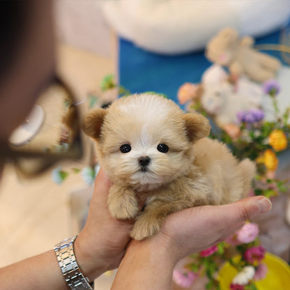 Maltipoo - Sasem (Male)