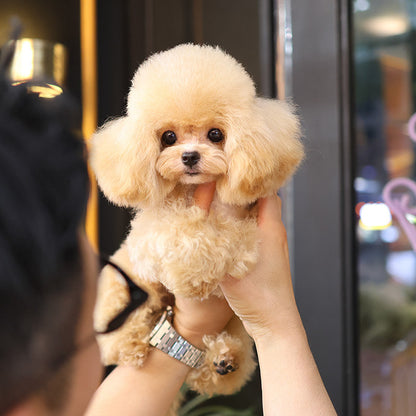 Poodle - Joma (Male)