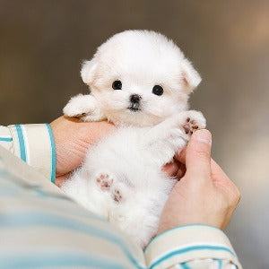 Maltese - Chabun (Female)