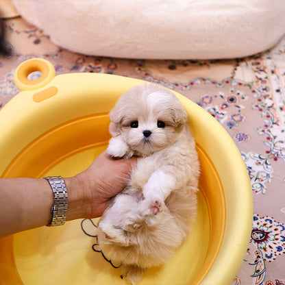 Maltipoo - Daengdaeng (Male)