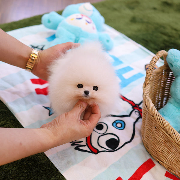 Pomeranian - Poni (Female)