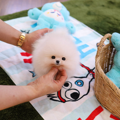 Pomeranian - Poni (Female)