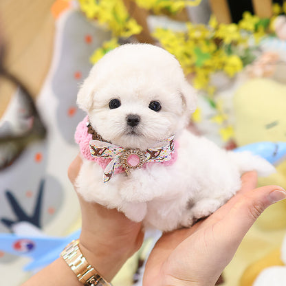 Bichonfrise - Chota (Female)