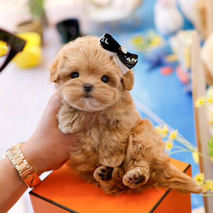Maltipoo - Bien (Male)