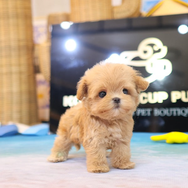 Maltipoo - Jjini (Female)