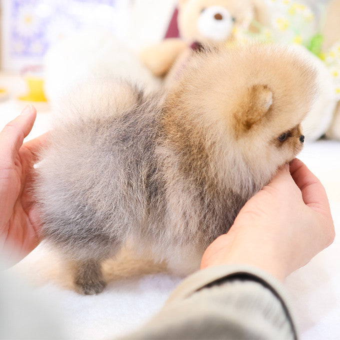 Pomeranian - Hoho (Male)