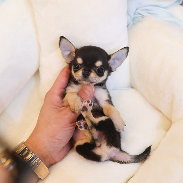 Chihuahua - Aru (Male)