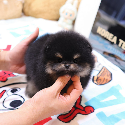 Pomeranian - Tori (Female)